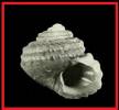 Gibbula guttadauri