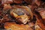 Bertia cambojiensis - trochomorfa kambodžská