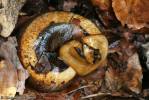 Bertia cambojiensis - trochomorfa kambodžská