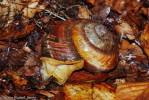 Bertia cambojiensis - trochomorfa kambodžská