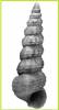 Bittium submammillatum