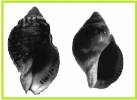 Burnupena lagenaria