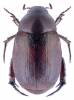 Anomala obsoleta