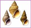 Buccinum glaciale