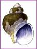 Buccinum kinukatsugi