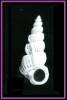Cirsotrema cochlea