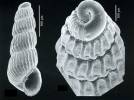 Parthenina emaciata