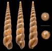Homorus nebulosus