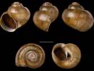 Lanistes palustris