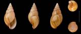 Achatina perfecta