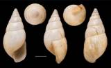 Achatina polychroa