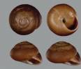 Rhysotina sublaevis