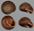 Rhysotina welwitschi