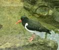 Haematopus ostralegus osculans - ústřičník velký kamčatský
