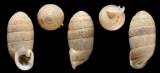 Ptychotrema pupaeforme