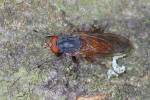 Brachyopa bicolor