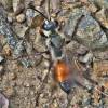Sphex funerarius - kutilka obecná