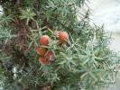 Juniperus macrocarpa
