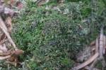 Lepidozia reptans - plevinka plazivá