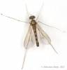 Sciapus platypterus