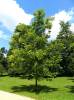 Carya illinoinensis - ořechovec pekanový