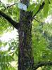 Carya illinoinensis - ořechovec pekanový