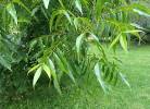 Carya illinoinensis - ořechovec pekanový