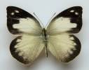 Appias indra aristoxemus