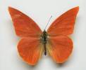 Appias zarinda