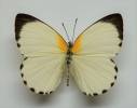 Appias sylvia - Wooldland White