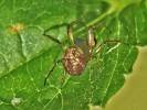 Theridiosoma gemmosum - křižáček pobřežní