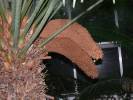 Cycas circinalis - cykas indický