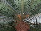 Cycas circinalis - cykas indický