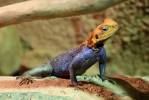Agama lionotus dodomae