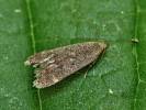 Anacampsis populella
