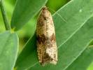 Celypha striana - obaleč pampeliškový