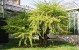Ginkgo biloba 'Praga'