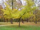 Ginkgo biloba 'Horizontalis'