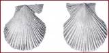 Talochlamys pulleineana