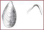 Mytilus planulatus