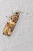 Celypha cespitana