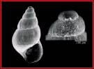 Crisilla maculata