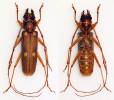 Eburiomorpha guttata