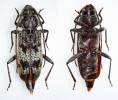 Tropicophanes fasciatus