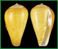 Conus cepasi