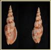 Lyria lyraeformis - voluta lyrovitá