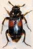 Ptomascopus plagiatus