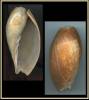 Cymbium coenyei
