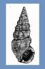 Batillaria australis - brakičník australský