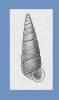 Zeacumantus plumbeus